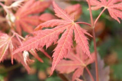 Acer X Pseudosieboldianum‘North Wind’