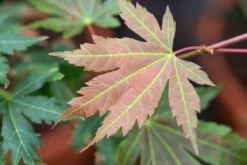 Acer X Pseudosieboldianum‘North Wind’ -Tree Furnish Store 14896 13940 ba02 1024x683 1