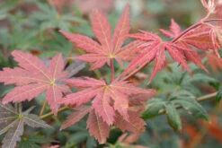 Acer X Pseudosieboldianum‘North Wind’ -Tree Furnish Store 14896 13941 db6b 1024x683 1