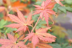Acer X Pseudosieboldianum‘North Wind’ -Tree Furnish Store 14896 13942 733f 1024x683 1
