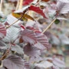 Corylus Avellana ‘Red Ghost’® 1 Corylus Avellana ‘Red Ghost’® -Tree Furnish Store 14934 13533 2c27 683x1024 1