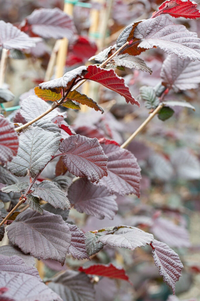 Corylus Avellana ‘Red Ghost’® 3 Corylus Avellana ‘Red Ghost’®