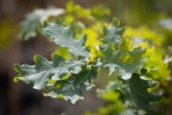 Quercus ‘Boscobel Royal’