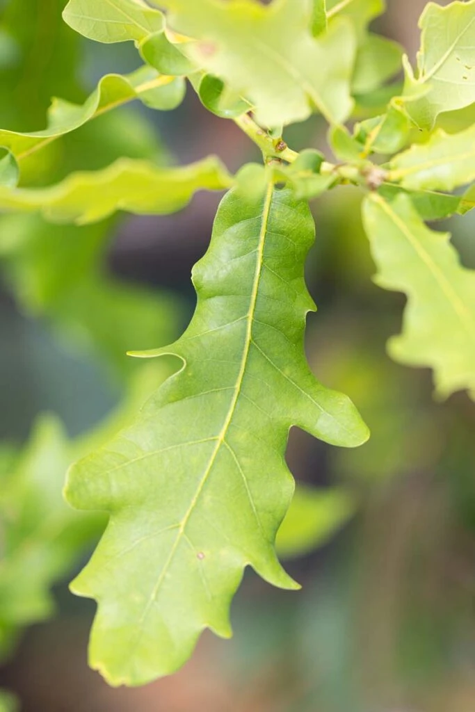 Quercus ‘Boscobel Royal’ 4 Quercus ‘Boscobel Royal’ - Image 2