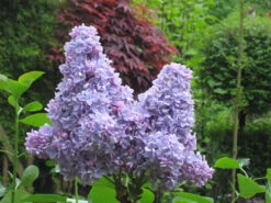Syringa Vulgaris ‘Carpe Diem’® 7 Syringa Vulgaris ‘Carpe Diem’® -Tree Furnish Store 14942 13556 ef26