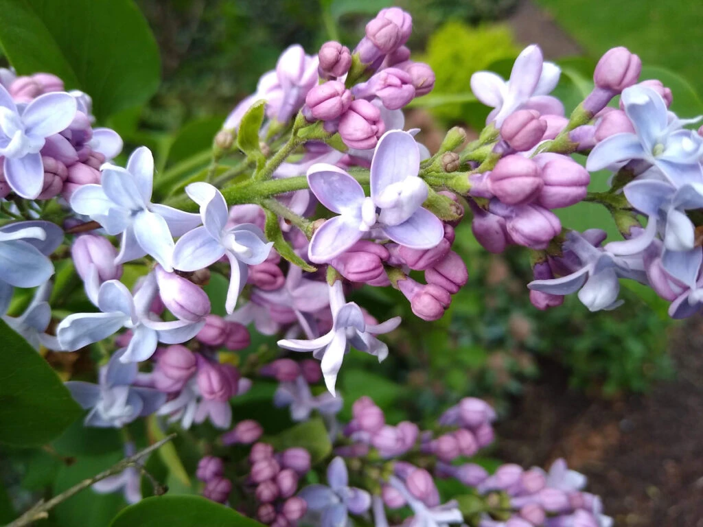 Syringa Vulgaris ‘Carpe Diem’® 4 Syringa Vulgaris ‘Carpe Diem’® - Image 2
