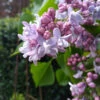 Syringa Vulgaris ‘Carpe Diem’® 1 Syringa Vulgaris ‘Carpe Diem’® -Tree Furnish Store 14942 13558 b181 768x1024 1