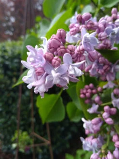 Syringa Vulgaris ‘Carpe Diem’®