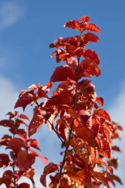 Prunus ‘Tiltstone Rocketfire’