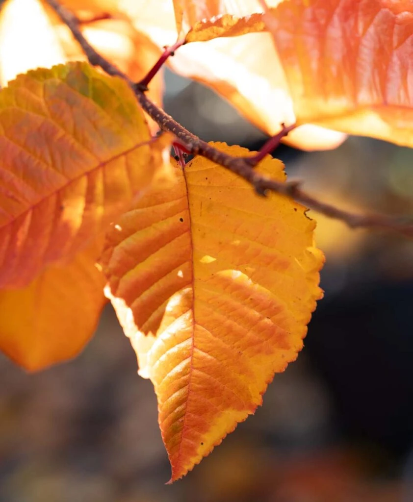 Prunus ‘Tiltstone Rocketfire’ 4 Prunus ‘Tiltstone Rocketfire’ - Image 2