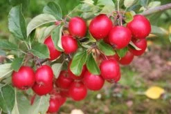 Malus ‘Celebration’ 5 Malus ‘Celebration’ -Tree Furnish Store 14947 15129 ebf9 1024x683 1