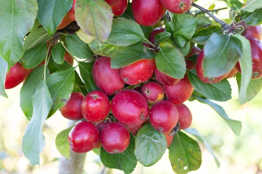 Malus ‘Celebration’ 3 Malus ‘Celebration’