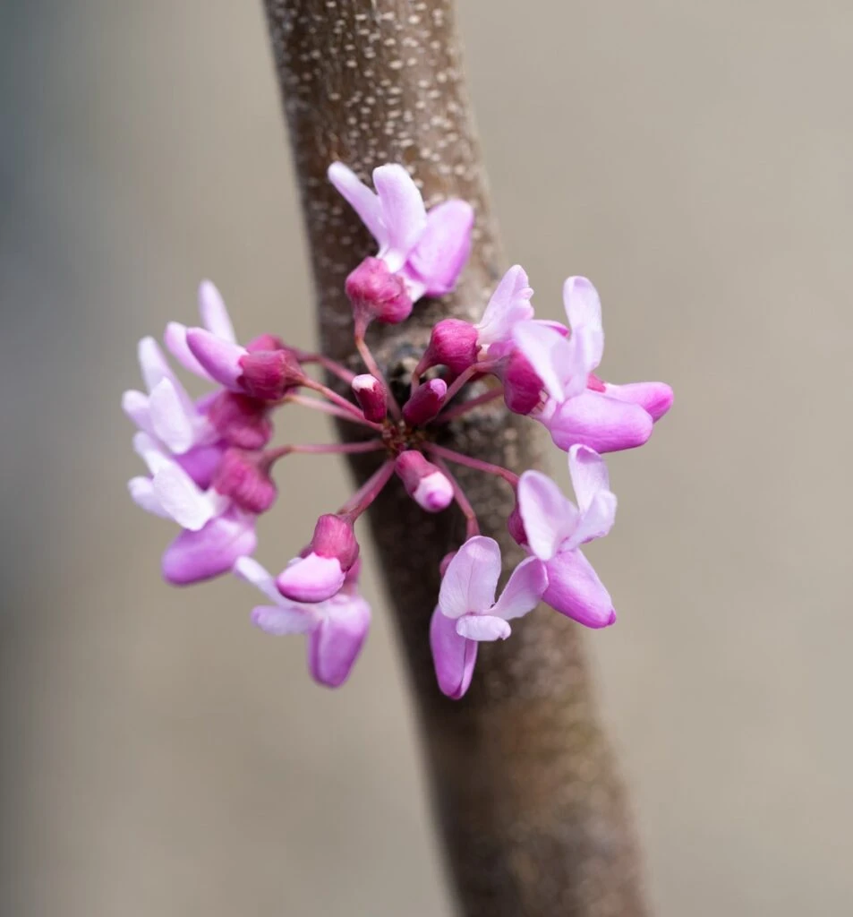 Cercis Canadensis ‘Cascading Hearts’ 4 Cercis Canadensis ‘Cascading Hearts’ - Image 2