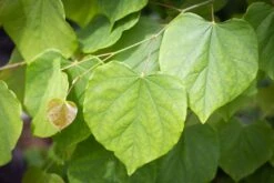 Cercis Canadensis ‘Cascading Hearts’