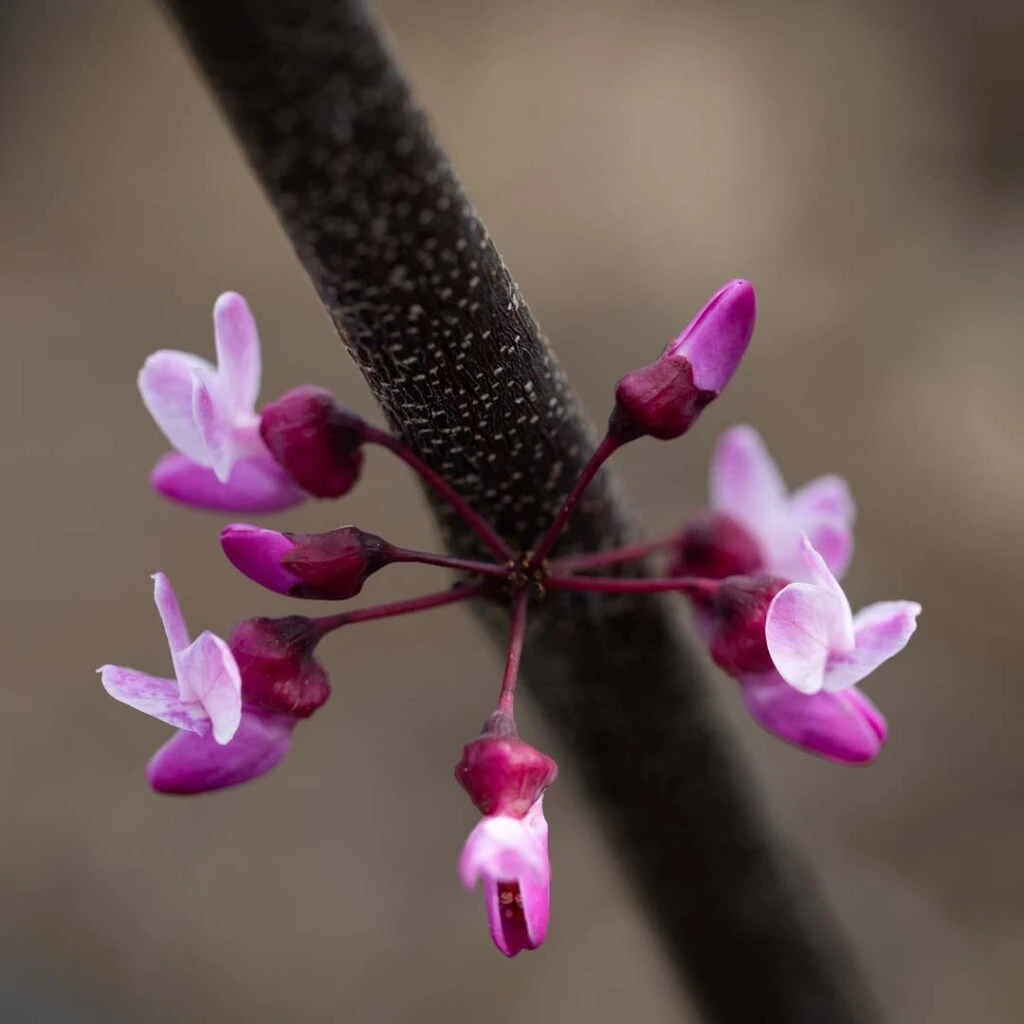 Cercis Canadensis ‘Ace Of Spades’ 4 Cercis Canadensis ‘Ace Of Spades’ - Image 2