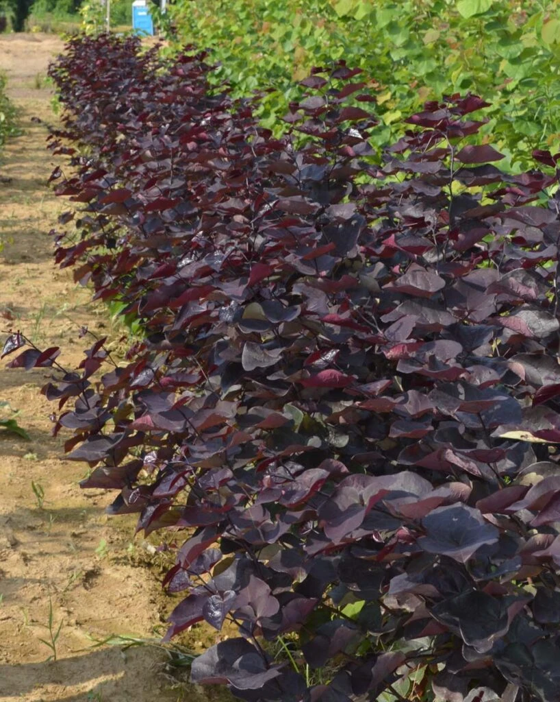 Cercis Canadensis ‘Ace Of Spades’ 6 Cercis Canadensis ‘Ace Of Spades’ - Image 4