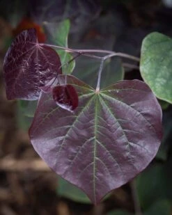 Cercis Canadensis ‘Ace Of Spades’ 8 Cercis Canadensis ‘Ace Of Spades’ -Tree Furnish Store 14979 15133 3f8c 819x1024 1
