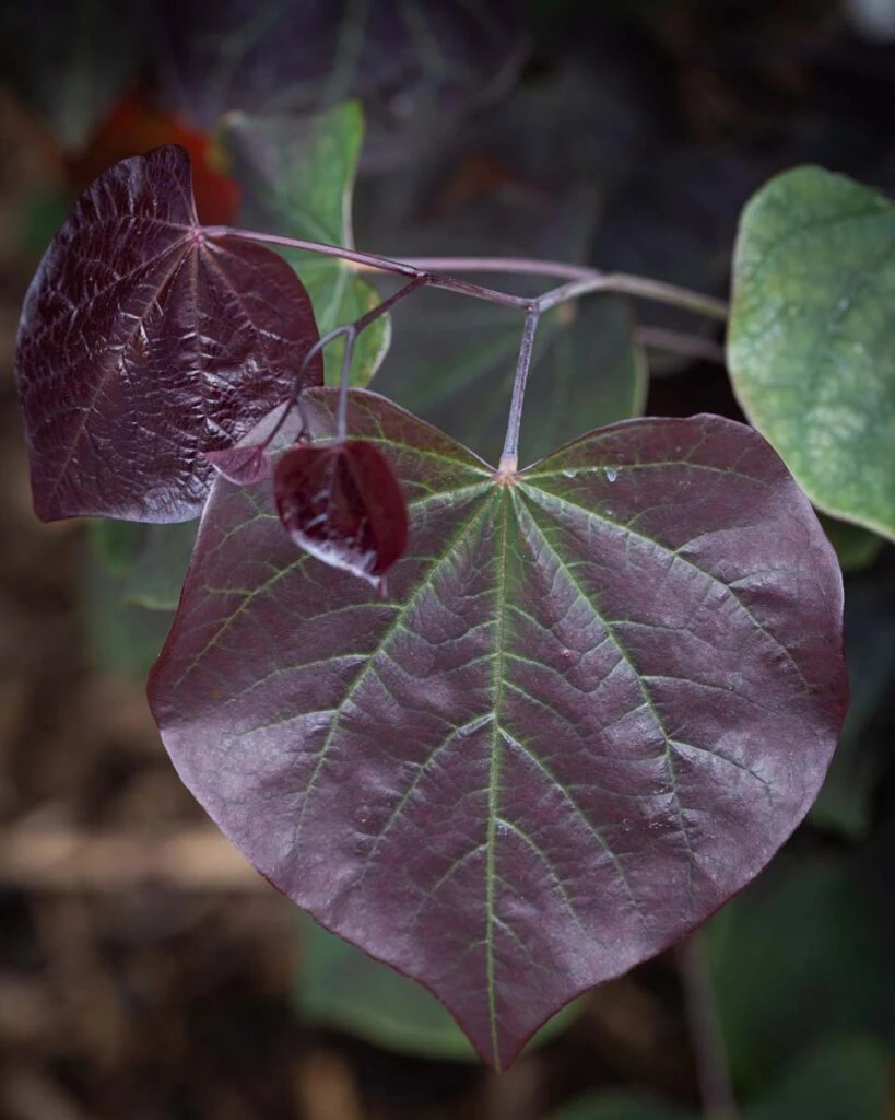Cercis Canadensis ‘Ace Of Spades’ 5 Cercis Canadensis ‘Ace Of Spades’ - Image 3