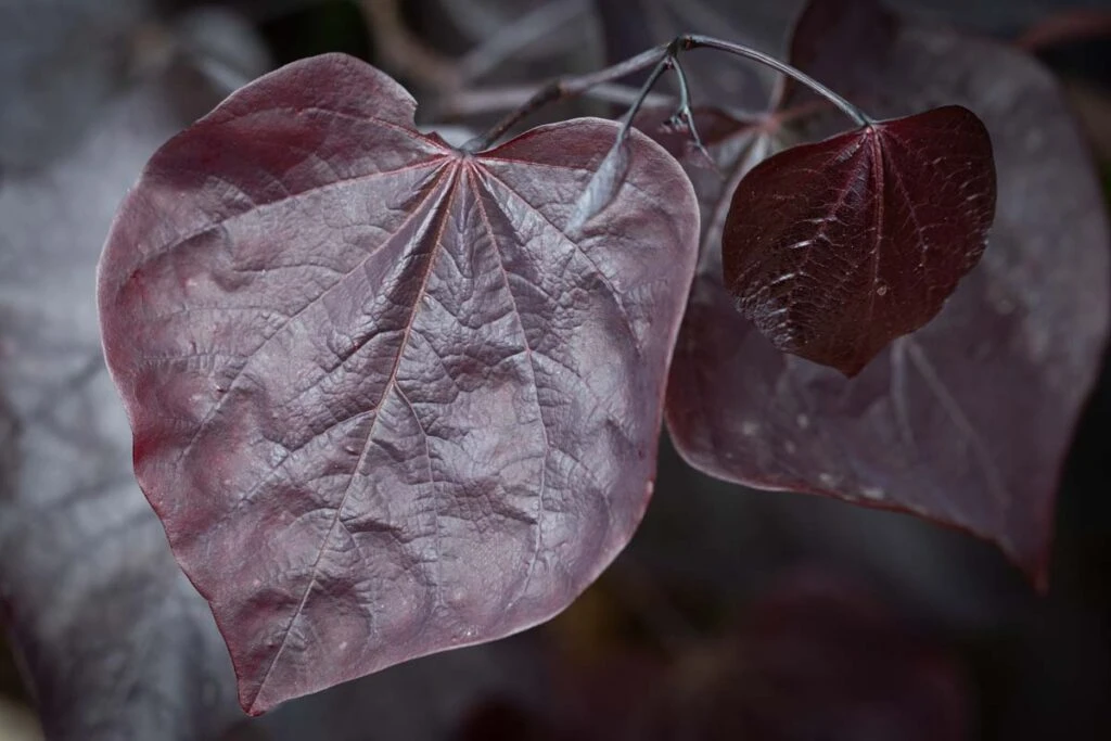 Cercis Canadensis ‘Ace Of Spades’ 3 Cercis Canadensis ‘Ace Of Spades’