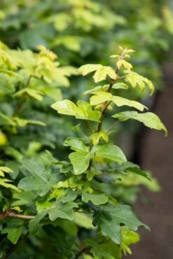 Acer Campestre ‘Street Pillar’