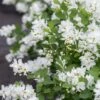 Exochorda X Snow Day® ‘Blizzard’ 2 Exochorda X Snow Day® ‘Blizzard’ -Tree Furnish Store 15009 15102 9592 683x1024 1