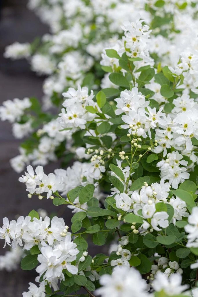 Exochorda X Snow Day® ‘Blizzard’ 3 Exochorda X Snow Day® ‘Blizzard’