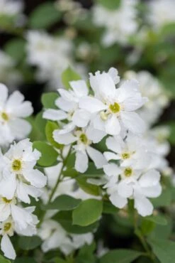 Exochorda X Snow Day® ‘Blizzard’ 6 Exochorda X Snow Day® ‘Blizzard’ -Tree Furnish Store 15009 15103 15ba 1 683x1024 1