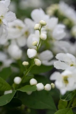 Exochorda X Snow Day® ‘Blizzard’ 7 Exochorda X Snow Day® ‘Blizzard’ -Tree Furnish Store 15009 15104 fff3 1 683x1024 1