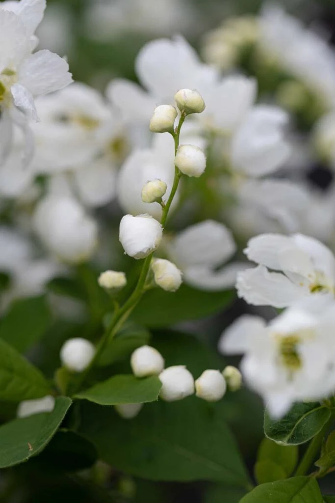 Exochorda X Snow Day® ‘Blizzard’ 5 Exochorda X Snow Day® ‘Blizzard’ - Image 3