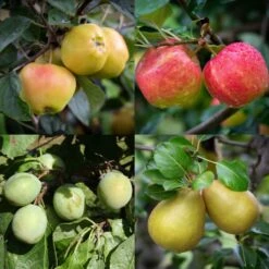 American Fruit Tree Collection
