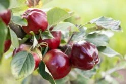 Tree Furnish Store -Tree Furnish Store Apple Bloody Ploughman 1 1024x683 1