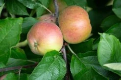 Tree Furnish Store -Tree Furnish Store Apple Dabinett 099 2 1024x683 1