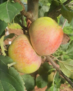 Tree Furnish Store -Tree Furnish Store Apple Dons Delight