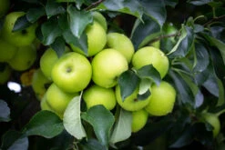 Tree Furnish Store -Tree Furnish Store Apple Greensleeves 107 1024x683 1