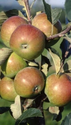 Cider Apple Collection -Tree Furnish Store Apple Harry M Jersey 585x1024 1