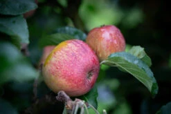 Cider Apple Collection -Tree Furnish Store Apple Kingston Black 9 1024x683 1