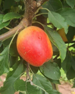 Devonshire Apple Tree Collection -Tree Furnish Store Apple Oaken Pin