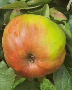 Devonshire Apple Tree Collection -Tree Furnish Store Apple Plympton Pippin