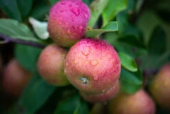 Cider Apple Collection -Tree Furnish Store Apple Three Counties 002 1024x683 1