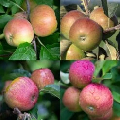 Cider Apple Collection