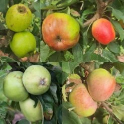 Devonshire Apple Tree Collection