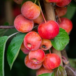 Wildlife Friendly Collection -Tree Furnish Store Malus Evereste 4