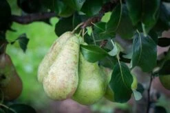 Orchard Collection #1 -Tree Furnish Store Pear Concorde 7 1024x683 1