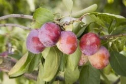 Orchard Collection #2 -Tree Furnish Store Plum Opal 0901442 1024x683 1