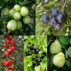 Preserve Tree Collection