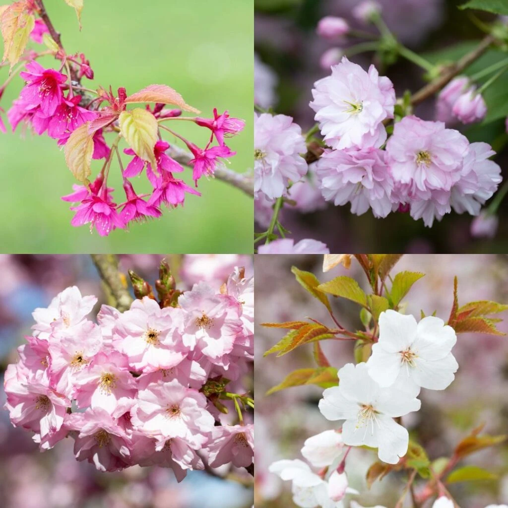 Prunus Blossom Collection 3 Prunus Blossom Collection