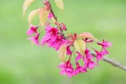 Prunus Blossom Collection 9 Prunus Blossom Collection -Tree Furnish Store Prunus Felix Jury 8 1024x683 1