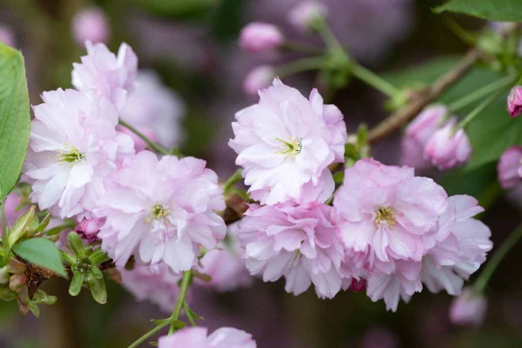 Prunus Blossom Collection 6 Prunus Blossom Collection - Image 4