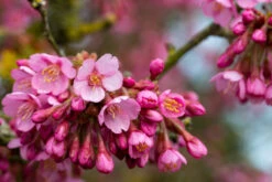 Spring Blossom Collection 9 Spring Blossom Collection -Tree Furnish Store Prunus Kursar 089 1024x683 1