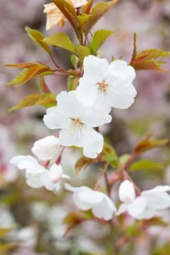 Prunus Blossom Collection 11 Prunus Blossom Collection -Tree Furnish Store Prunus The Bride 034 2 683x1024 1
